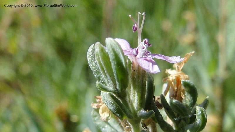 Frankenia salina, C. Davidson 11807--CA. Alameda Co. East Bay. 2 Sept 2010. 320 (52).jpg
