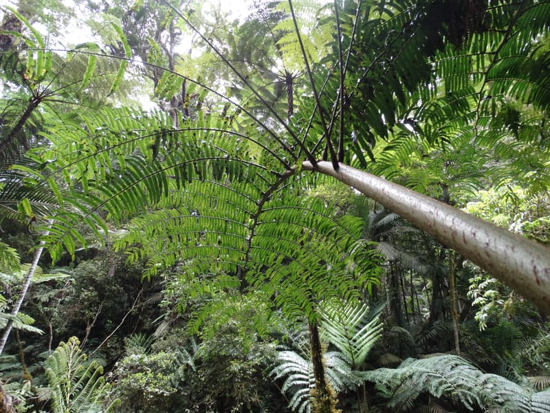 Angiopteris, Munzinger, J 7403--New Caledonia. Haute Robinson. 11 Nov. 2015. DSC00909 (319).JPG