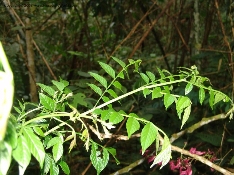Jacaranda glabra, RVasquez33021--Peru. Pillcopata. Qbda Pini Pini. 29 Oct 07. 863.jpg