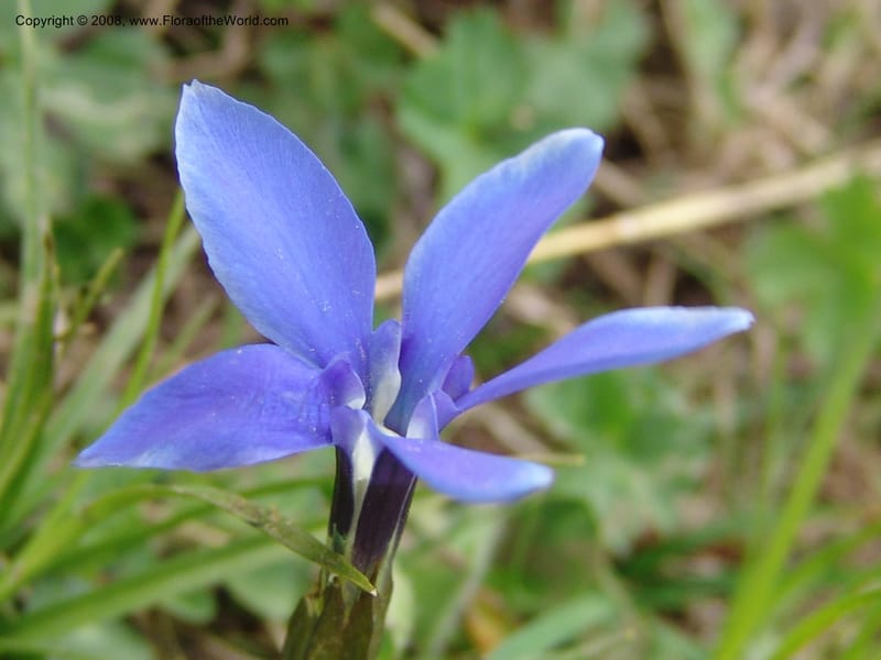 Gentiana angulosa--Georgia. Kazbeki . Trail-road to Sameba Church. 2 Jun 05. 483.jpg