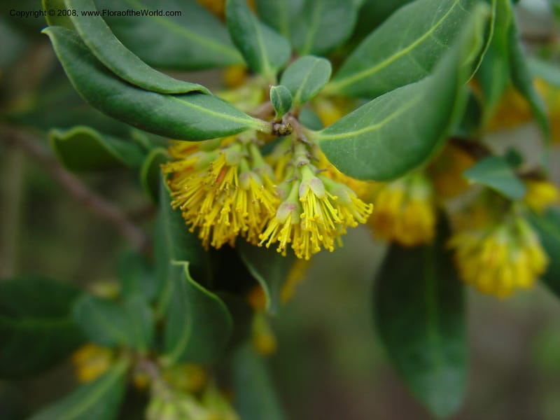 Azara petiolaris. 91.1083--CA. UC Berkeley Bot. Gard. 11 Feb 03. 124.jpg