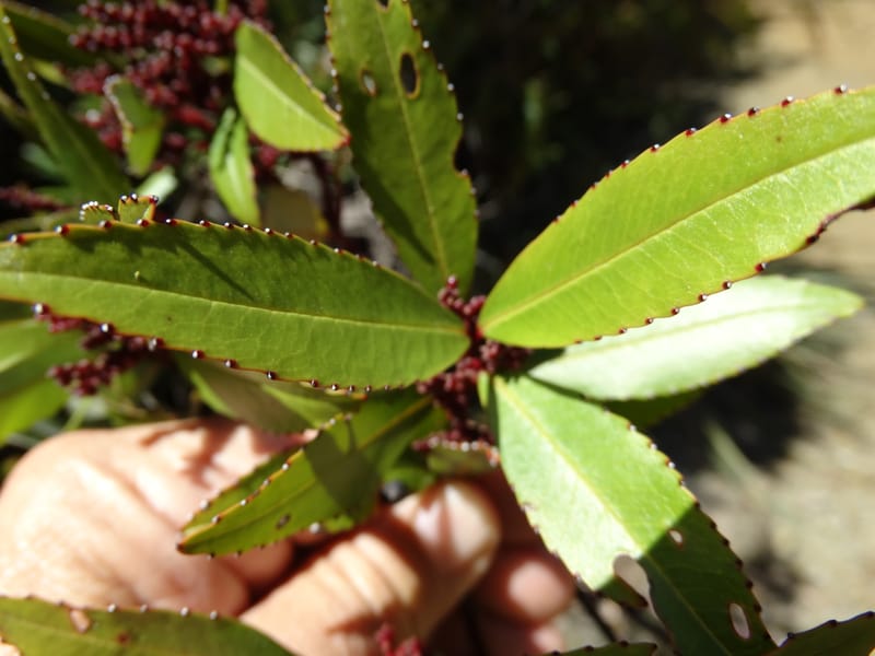 Ascarina rubricaulis, Lowry, P 7372--New Caledonia. Mont Dzumac. 12 Nov 2015. DSC01563 (26).JPG