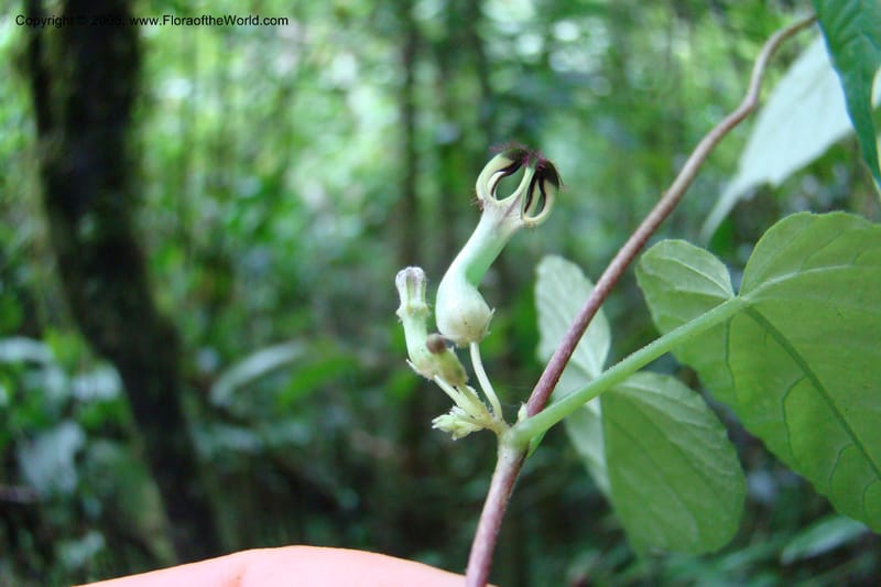 Ceropegia, WKindeketa2973--Tanz. Rungwe Distr. Rungwe For. Res. 24 Jan 08. 083.jpg