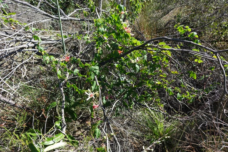 Passiflora aurantia, Davidson, C 13330--Australia. Qld. Jacob's Well. 16 Oct 2016. DSC02498 (102).JPG