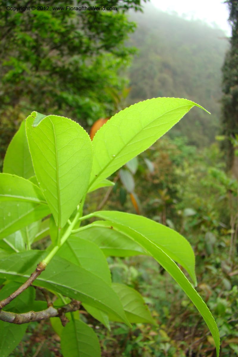 Altingia siamensis, Regalado 1662--Viet Nam. Hoang Lien Son. 7 Apr 09. 129 (11).jpg