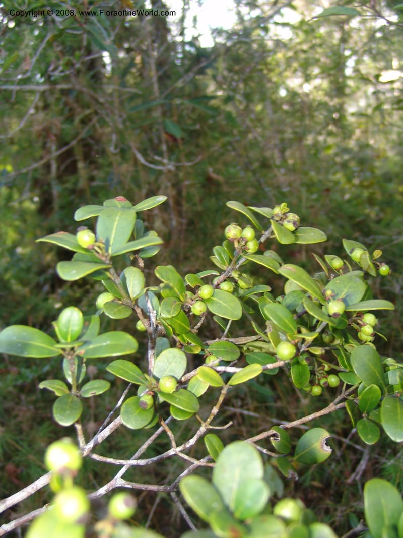 Garcinia, ZRogers1204--Madag. Anjozorobe, Aire Protegee, E Antsahabe. 17 Nov 06. 286.jpg