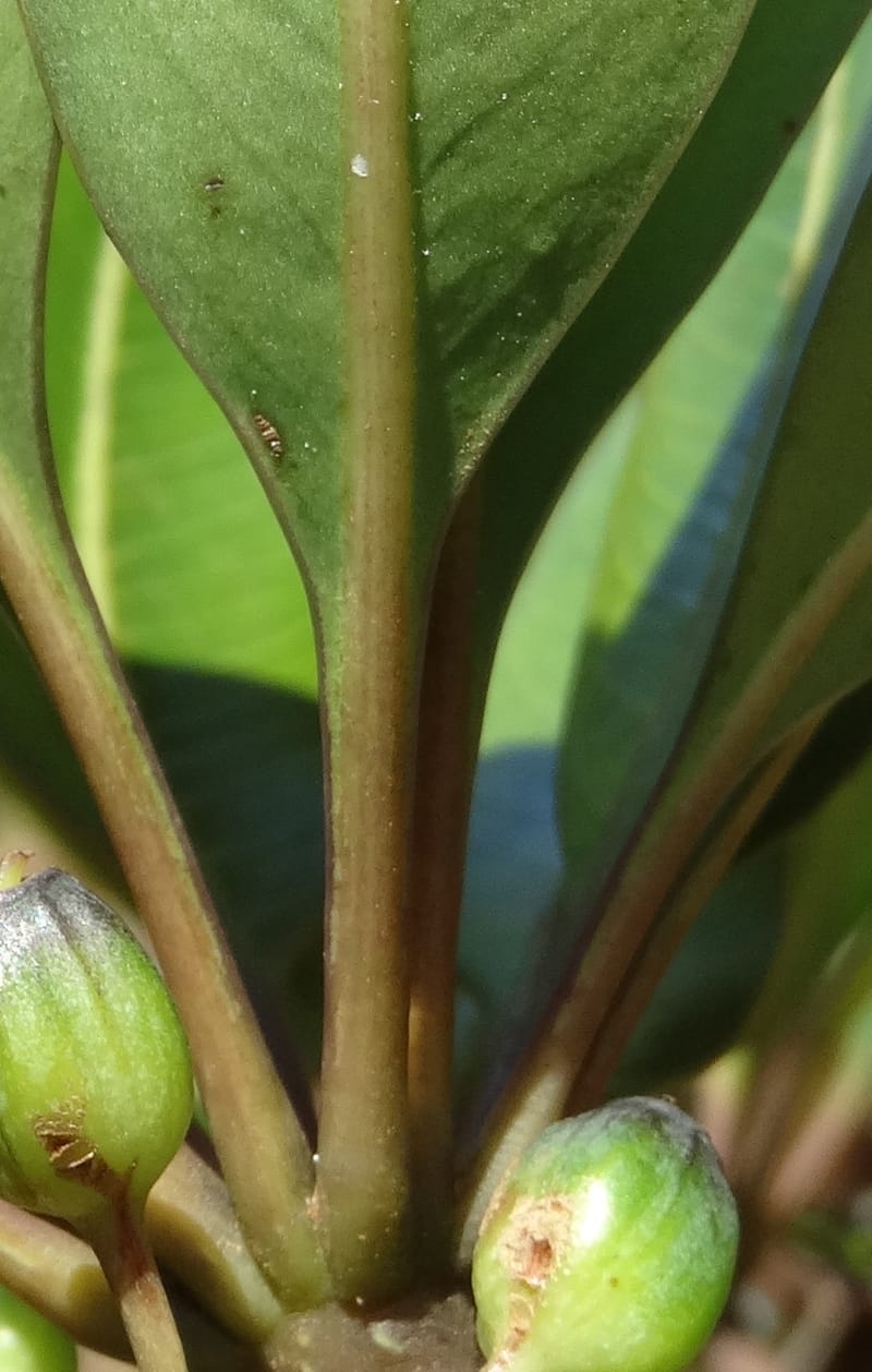 Plerandra polydactylis, Lowry, P 7420--New Caledonia. PinPin. 20 Nov 2015. DSC03938 (142).JPG