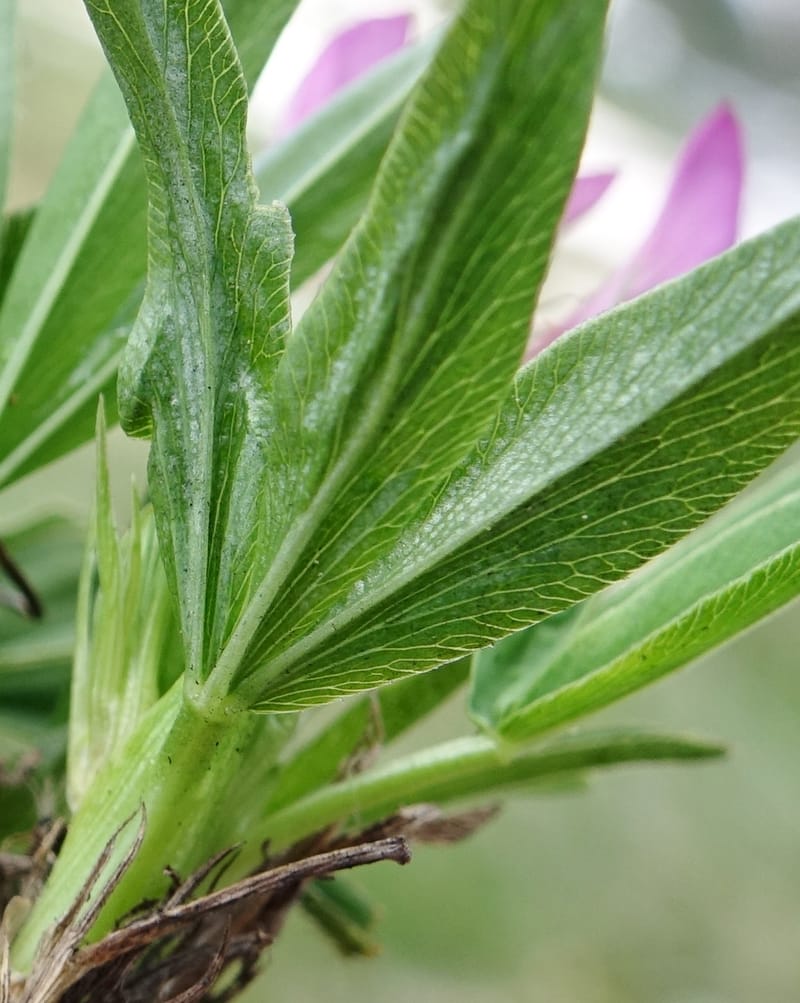Trifolium alpinum, Davidson, C 13240--Switzerland. Furkapass. 1 Jul 2016. DSC06826 (605).JPG