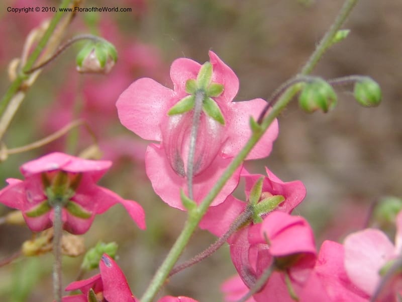 Diascia integerrima--CA. McConnell Arboretum, Redding. 4 Jun 07. 188.jpg