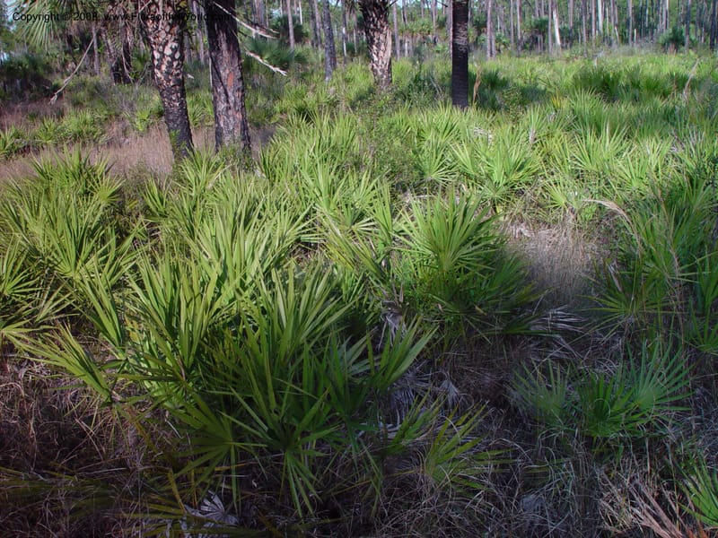Serenoa repens--FL. Collier Co. Corkscrew Swamp Sanctuary. 12 Jan 03. 115.jpg