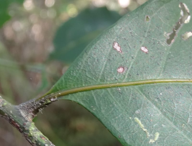 Cupaniopsis inoploea, Munzinger, J 7406--New Caledonia. Haute Robinson. 11 Nov. 2015. DSC00909 (536).JPG