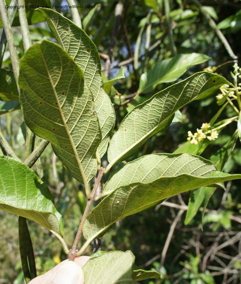 Forsteronia pubescens, Stevens,  W. D 31127, Cerro Cora, 16 Mar 2011 4174 (12).JPG