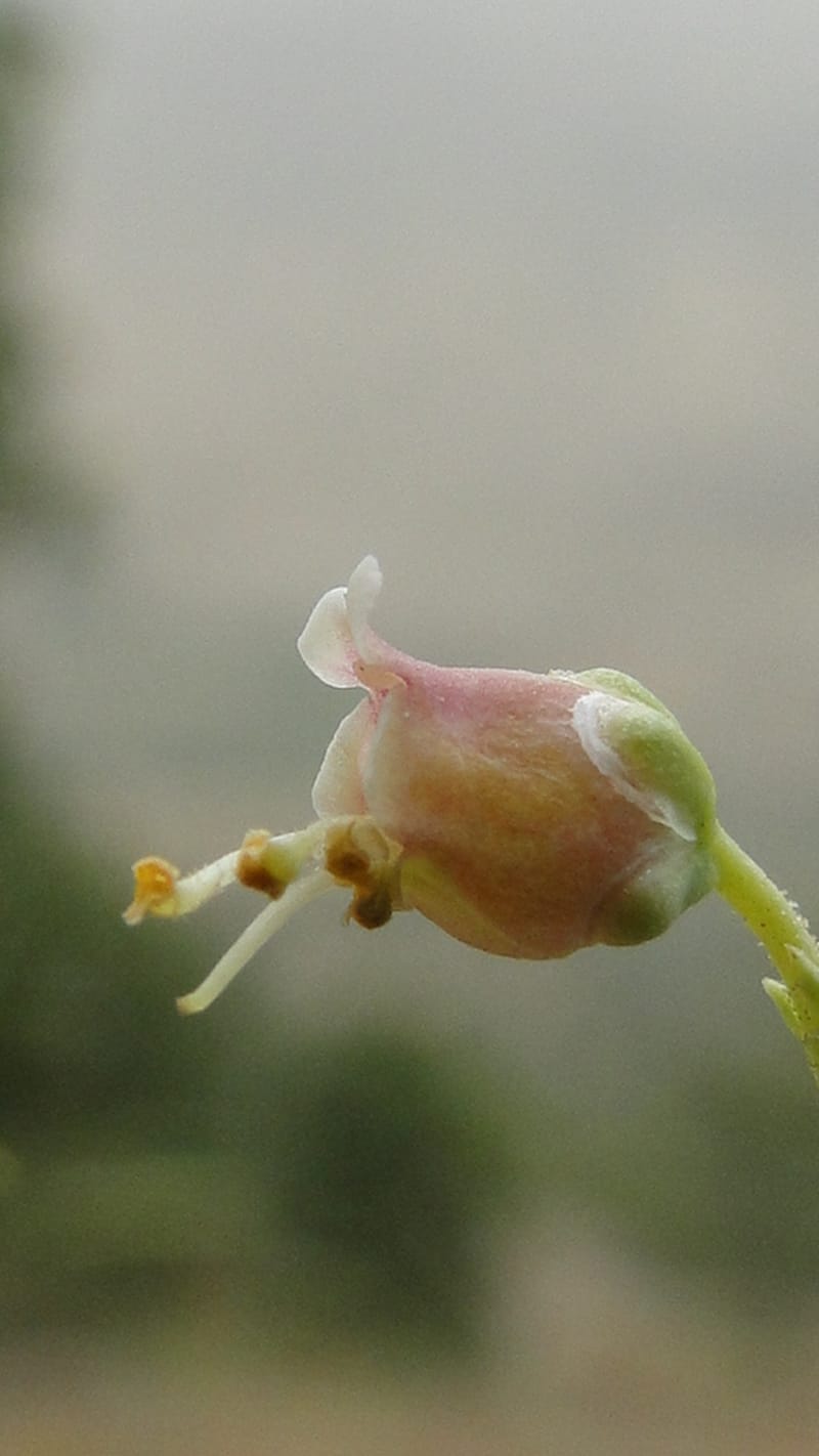 Scrophularia xanthoglossa, A. G. Miller 120.A12--Iraq. Kurdistan. Shakh-i Pira Magun. 9 June 2010. 206 (9).jpg
