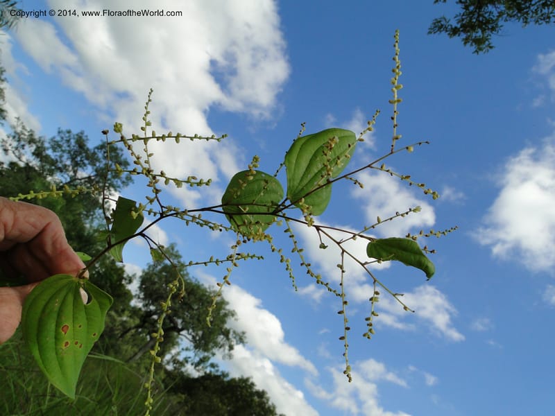 Dioscorea, Stevens,  W. D 31168, Garay Cue, 19 Mar 2011 2366 (9).JPG