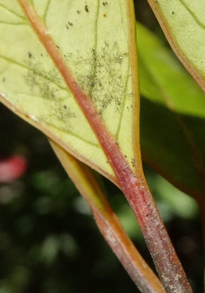 Plerandra elongata, Lowry, P 7374--New Caledonia. Mont Dzumac. 12 Nov 2015. DSC01563 (373).JPG