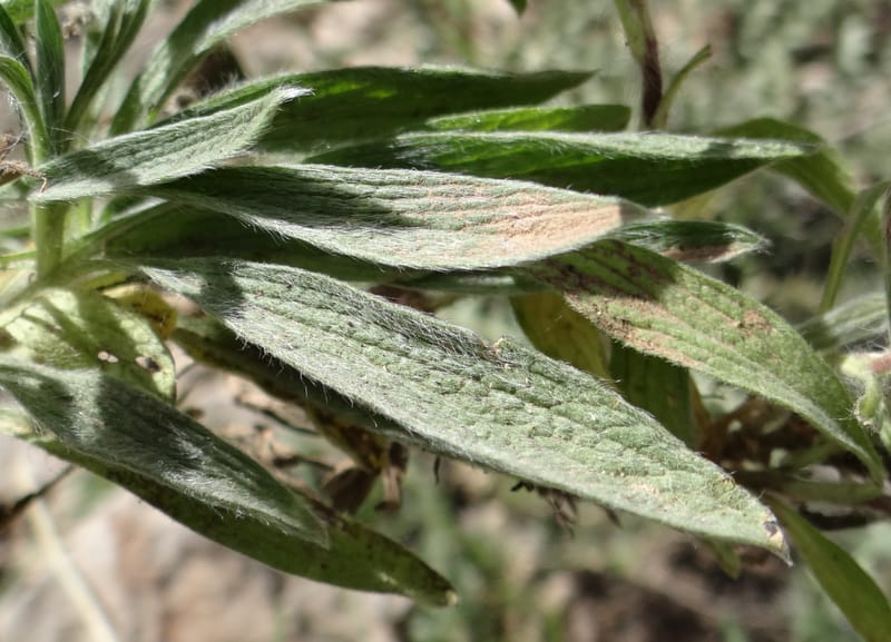 Stachys lavandulifolia--Iraq. Kurdistan. Shakh-i-Pira Magrun. 25 May 2013. DSC05267 (105).JPG