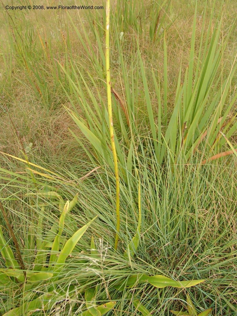 Chlorophytum crookianum--So.Africa. KZN. Midl. Meand. Granny Mouse. 13 Mch 05. 067.jpg