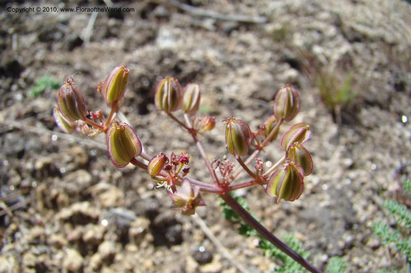 Cymopterus glaucus, C. Davidson 11362--Idaho. Idaho Co. Salmon River. Polly Bemis Ranch. 27 May 2009. 256.jpg