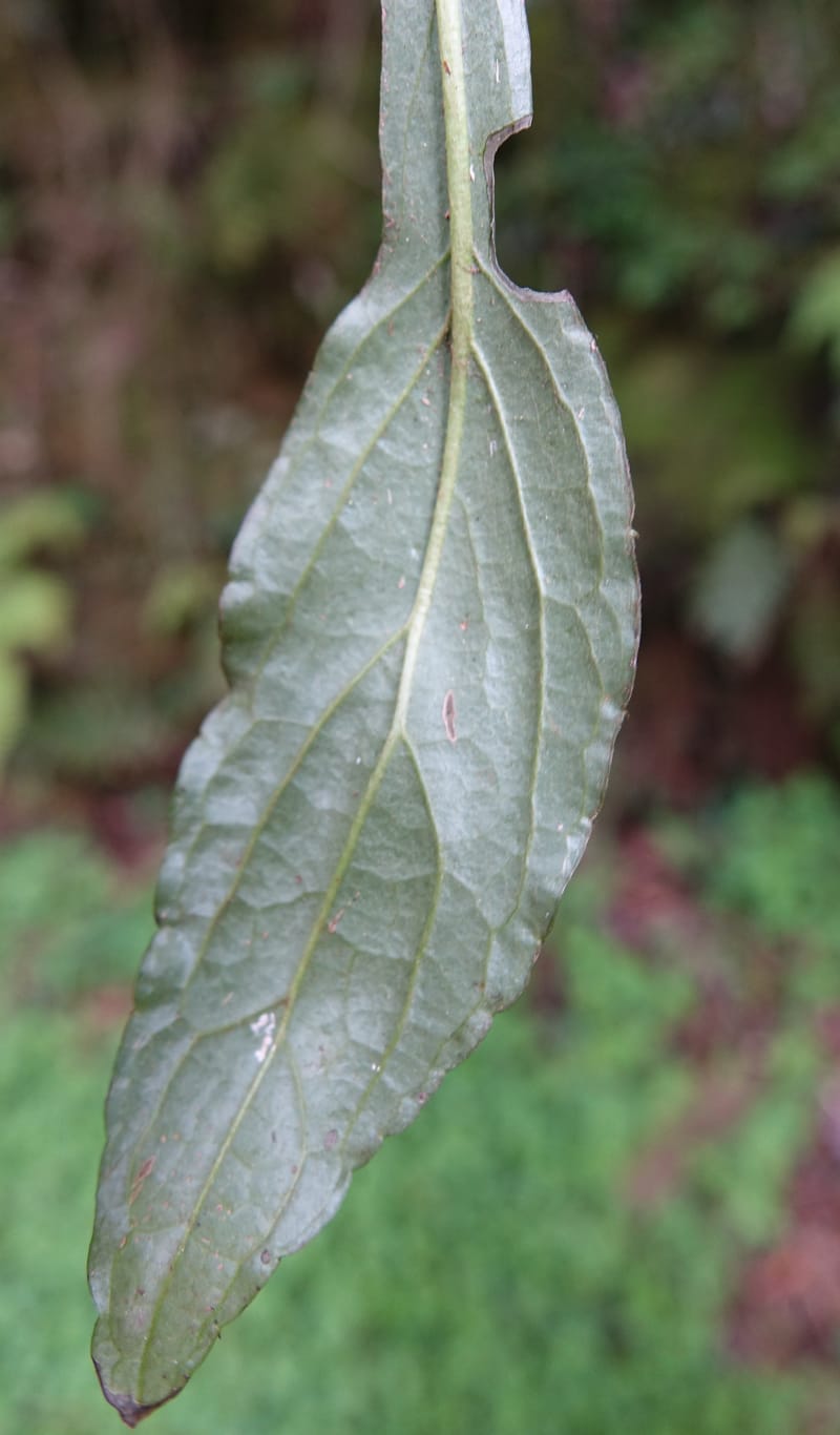 Ainsliaea latifolia, Tseng Yu-Hsin 1331--Taiwan. Taroko Nat. Park. Mt. Bilu Trail. 21 May 2016.  (164).JPG
