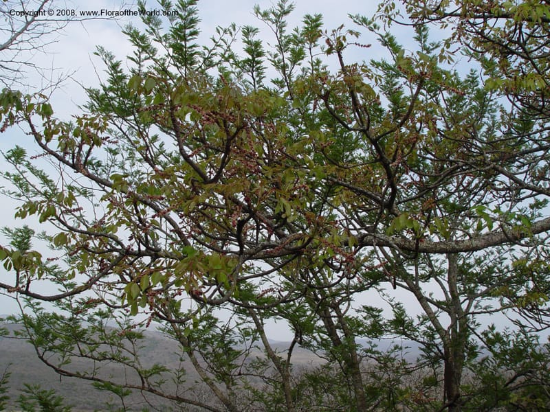 Sclerocarya birrea--So. Africa. Zululand.  Hluhluwe Game Res.  Hilltop Ldg. 30 Sep 03. 042.jpg