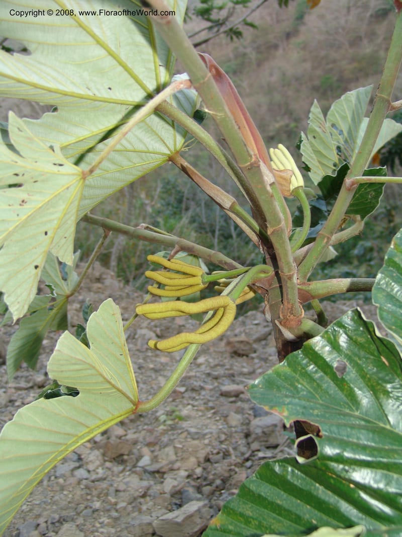 Cecropia polystachya, AAraujoM2988--Bolivia. N of Apolo. Rio Machariapu. 18 Sep 06.509.jpg