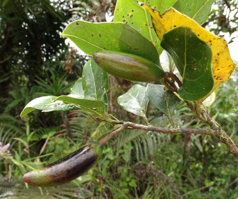 Endiandra monticola, Munzinger, J 7345--Fiji. Delaikoro Mtn. 3 Nov 2015. DSC08393 (341).JPG