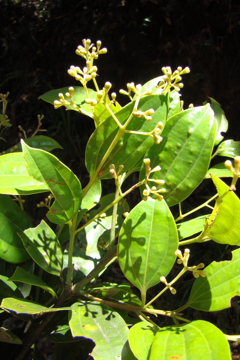 Cinnamomum, Regalado 1744--Viet Nam. Thua Thien Hue Prov. Phu Loc Distr. Bach Ma. 13Apr 09. 273.jpg