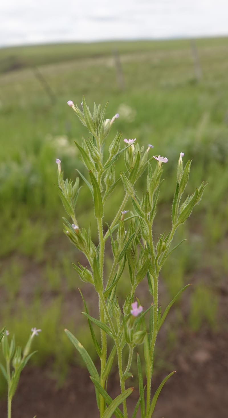 Microsteris gracilis, C. Davidson 13756--Oregon. Wallowa Co. Zumwalt.Trail Cr. Rd. 4 Jun 2018. DSC04078 (230).JPG
