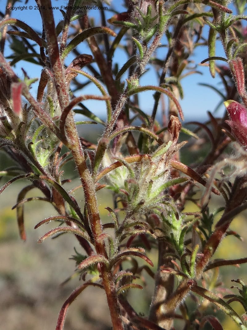Cordylanthus capitatus, Davidson, C 12234--ID. Ada County. Idaho Bird Observ. Lucky Peak. 16 Sep 2013. DSC07497 (12).JPG