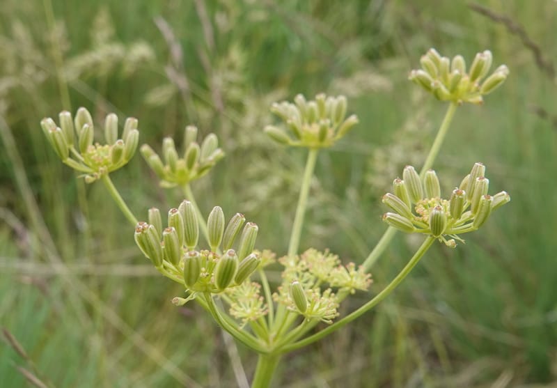 Lomatium triternatum, C. Davidson 13753--Oregon. Wallowa Co. Zumwalt.Trail Cr. Rd. 4 Jun 2018. DSC04078 (112).JPG