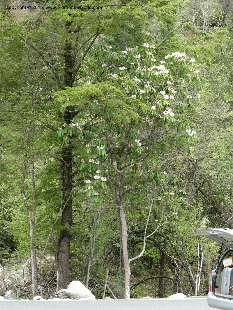 Rhododendron, Boufford, D 43643--China. Sichuan. XiaYingShan to XiangZhai. 10 May 2014. DSC05109 (179).JPG
