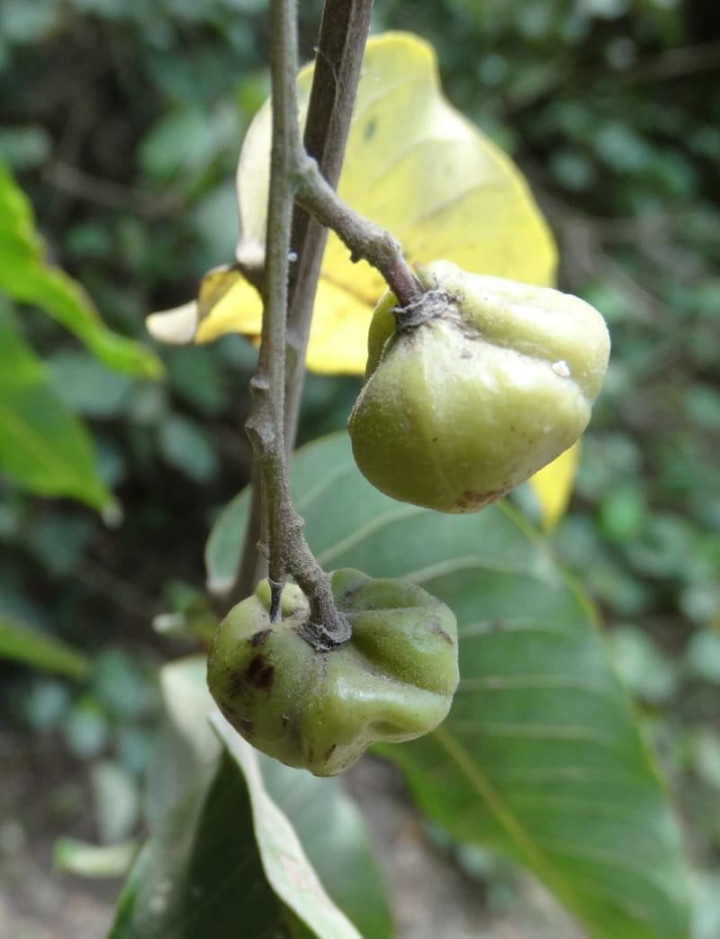 Alectryon, Munzinger, J 7387--Fiji. Near Bagasu village. 7 Nov 2015. DSC00244 (8).JPG
