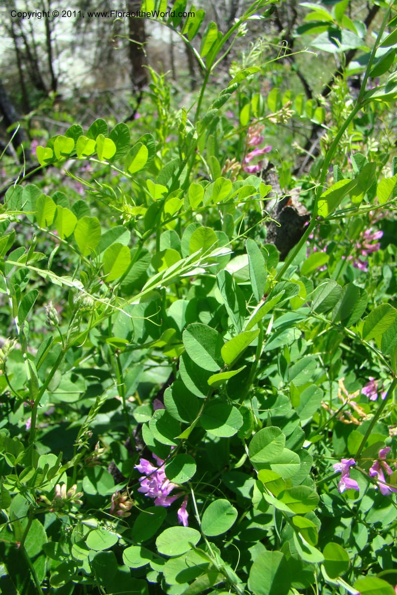 Vicia americana, C. Davidson 11391--Idaho. Idaho Co. Salmon River. Shepp Ranch. 28 May 2009. 175.jpg