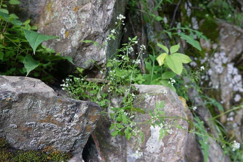 Yinshania acutangula subsp. wilsonii, C. Davidson 13755--China. Sichuan. Yibailingba-gou. 12 Aug 2017. DSC04660 (680).JPG
