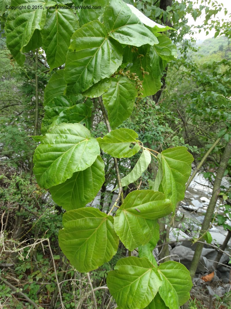 Acer davidii, Boufford, D 43630--China. Sichuan. LiXian. MiYaLuo. 9 May 2014. DSC04513 (181).JPG