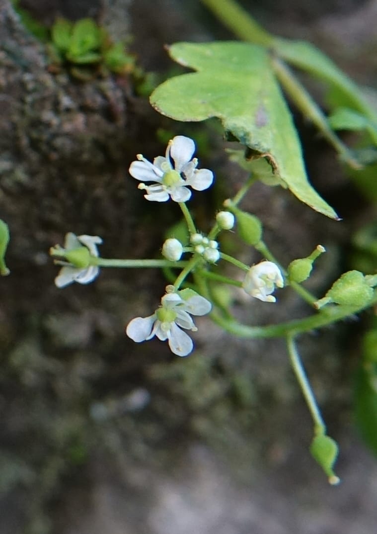 Yinshania acutangula subsp. wilsonii, C. Davidson 13755--China. Sichuan. Yibailingba-gou. 12 Aug 2017. DSC04660 (652).JPG