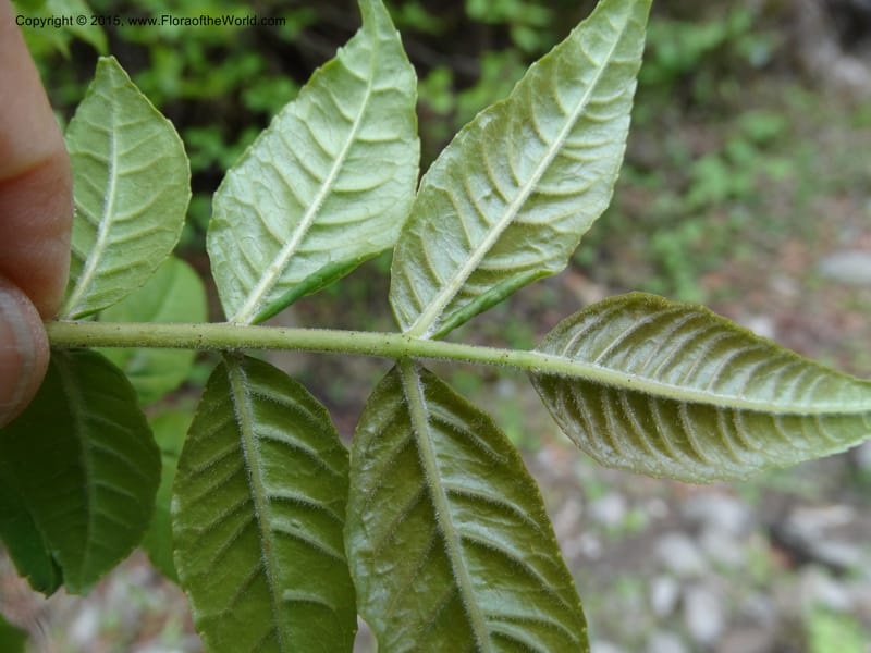 Zanthoxylum bungeanum, Boufford, D 43737--China. Sichuan. XinZhaZi Gou. 14 May 2014. DSC06426 (73).JPG