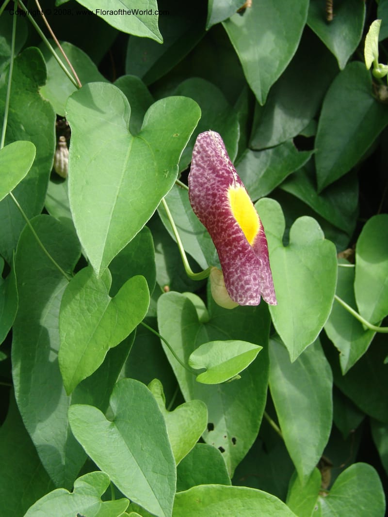 Aristolochia--Cameroon. Limbe Botanic Garden. 12 Oct 04. 126.jpg