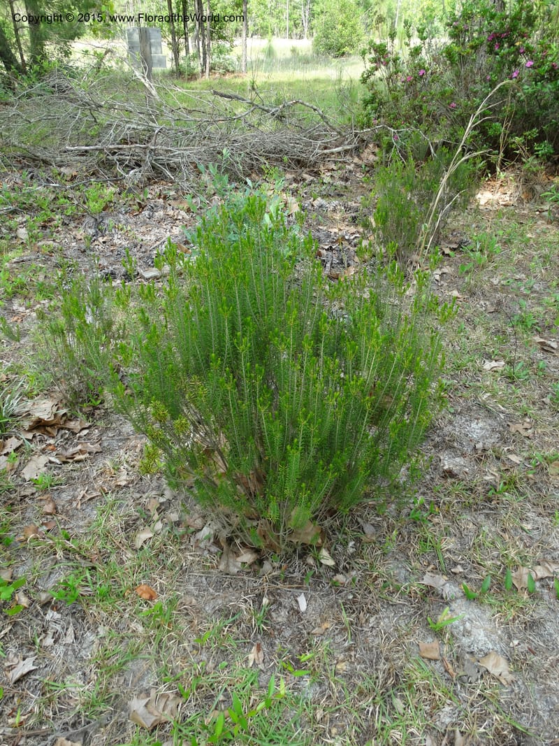 Ceratiola ericoides, Davidson, C 13062--South Carolina. Lexington Co. Redmond Rd. 20 May 2015. DSC06945 (21).JPG