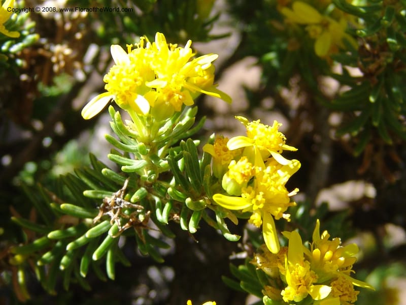 Euryops candollei--So.Africa. E. Cape. Joubert's Pass, SE of Lady Gray. 9 Mch 05. 007.jpg