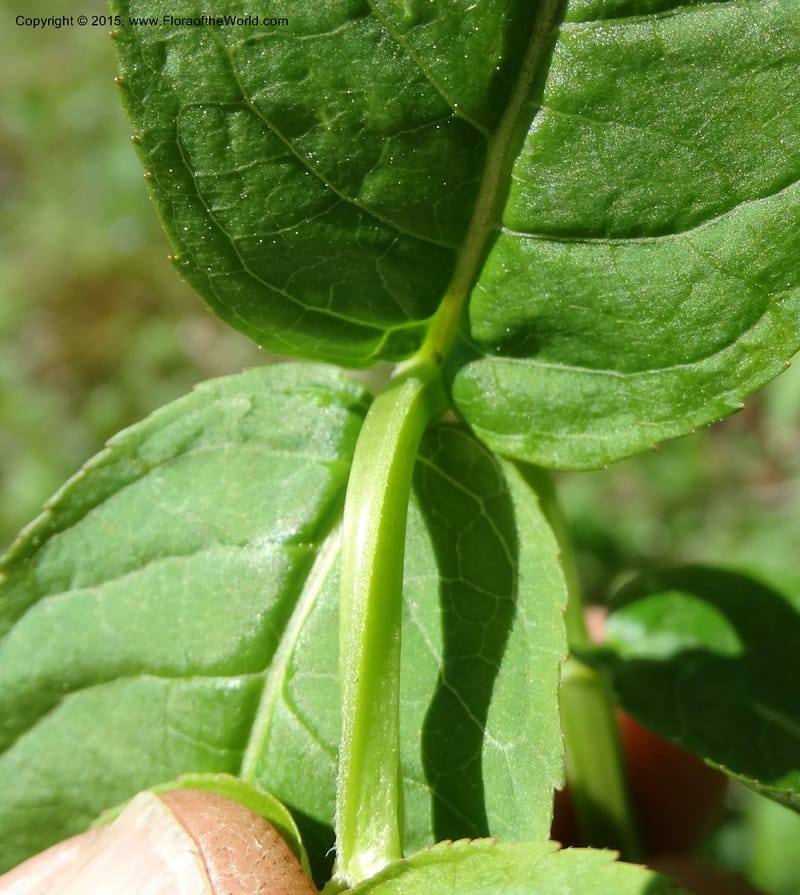 Diervilla sessilifolia, Davidson, C 13068--North Carolina. Haywood Co. NC 215 north of BRP. 21 May 2015. DSC07039 (15).JPG