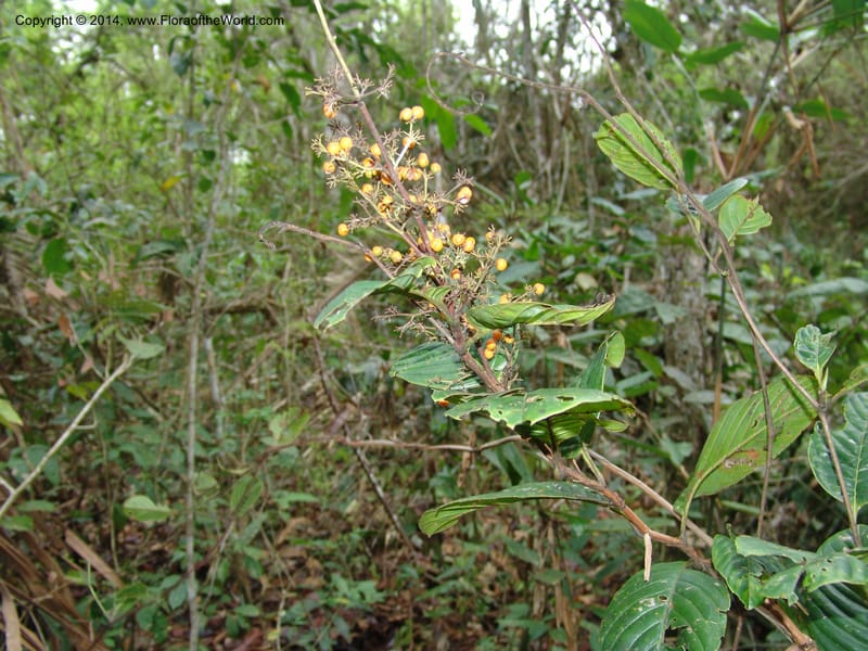 Davilla nitida, Farfan 677--Peru. Edo. Madre de Dios. ACEER Res. Ctr. Mango Trail.18 Oct 05. 141.jpg