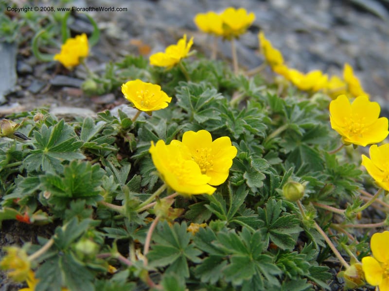 Potentilla--Georgia. Kazbeki . Trail-road to Sameba Church. 2 Jun 05. 394.jpg