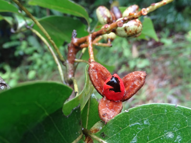 Lepidocupaniopsis concolor, Munzinger, J 7390--Fiji. Across the road from Waisali RF. 8 Nov 2015. DSC00330 (279).JPG