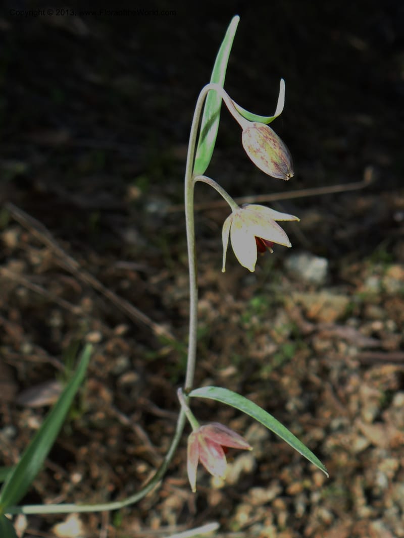 Fritillaria atropurpurea, Davidson, C 12131--USA, California, Nevada Co. 19 Apr 2013  0079 (24).JPG