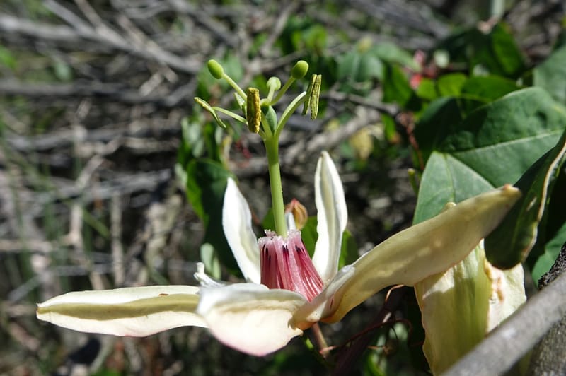 Passiflora aurantia, Davidson, C 13330--Australia. Qld. Jacob's Well. 16 Oct 2016. DSC02498 (92).JPG