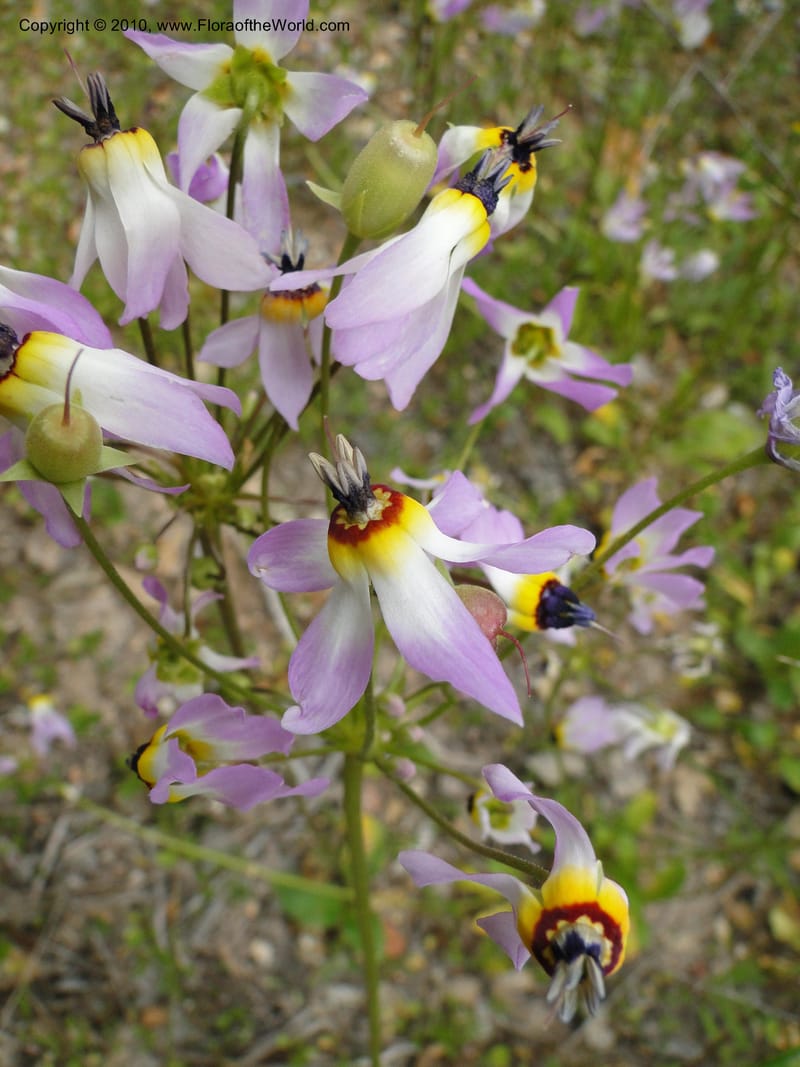 Dodecatheon clevelandii, C. Davidson 11728--California. Santa Barbara Co. 4 April 2010 180 (13).jpg