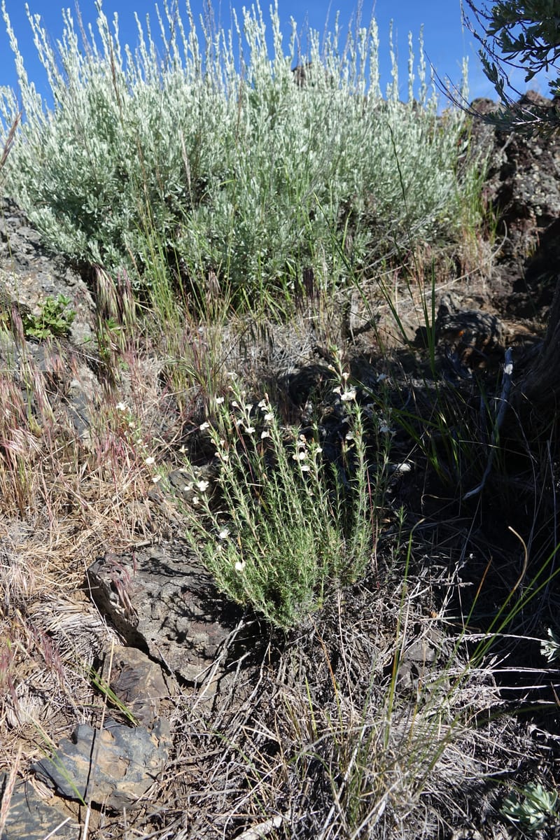 Leptodactylon pungens, C. Davidson 13670--ID. Hwy 20 W of Arco. Open basalt flow. 18 Jun 2017. DSC02519 (109).JPG