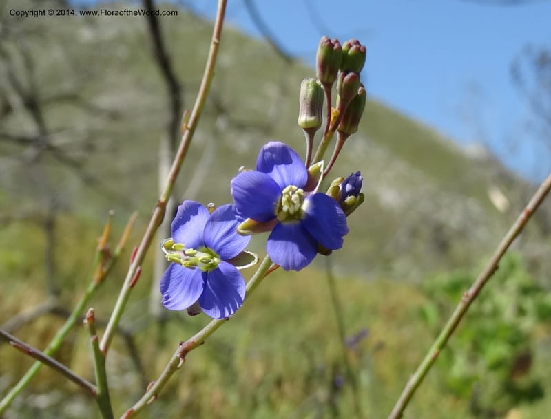 Heliophila, Davidson, C 12320--South Africa. Western Cape. E. side, Fernkloof. 24 Jan 2014. DSC01799 (175).JPG