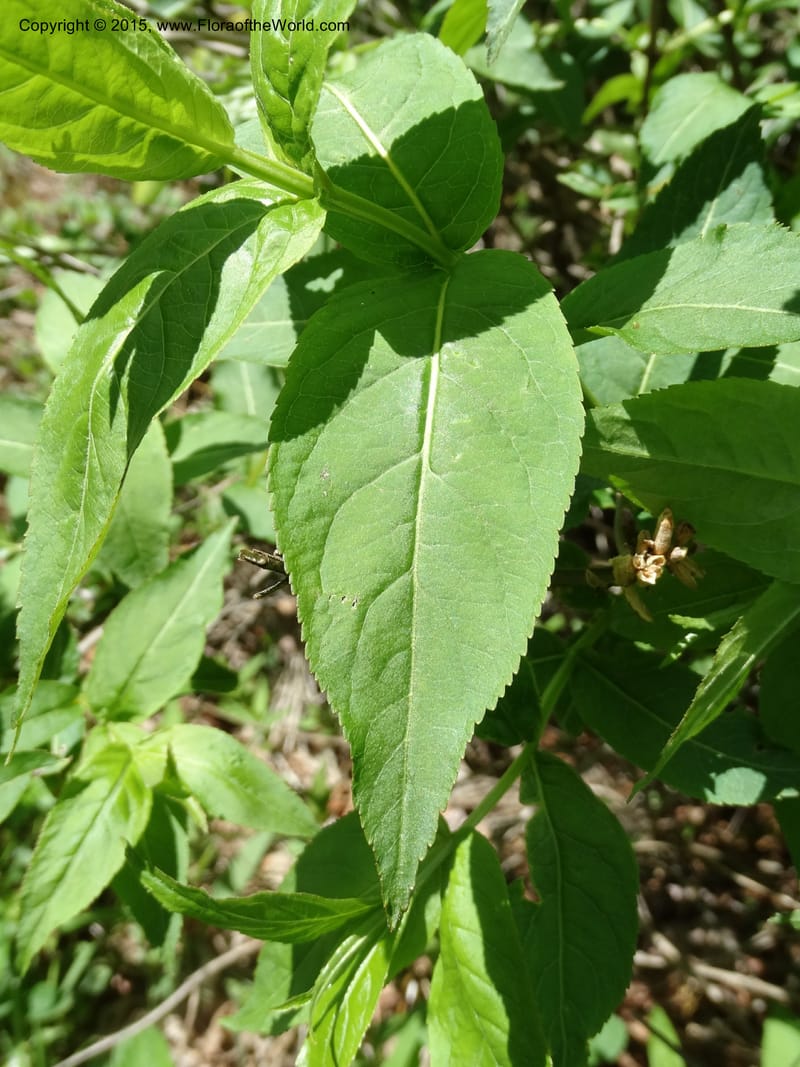 Diervilla sessilifolia, Davidson, C 13068--North Carolina. Haywood Co. NC 215 north of BRP. 21 May 2015. DSC07039 (9).JPG